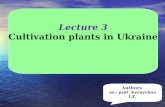 Lecture 3 Cultivation plants in Ukraine Authors as.- prof. Kernychna I.Z.