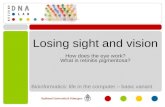 Losing sight and vision How does the eye work? What is retinitis pigmentosa? Bioinformatics: life in the computer – basic variant.