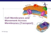 AP Biology 2005-2006 Cell Membranes and Movement Across Membranes (Transport)