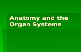 Anatomy and the Organ Systems. Anatomy – the study of the structure of an organism  Recall… Animals are multicellular organisms with specialized cells.