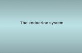 The endocrine system. Pituitary gland Anterior lobe Posterior lobe Endocrine abnormalities Local mass effect.