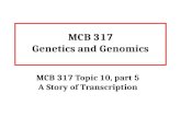 MCB 317 Genetics and Genomics MCB 317 Topic 10, part 5 A Story of Transcription.