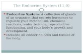 The Endocrine System (11.0) Endocrine System: A collection of glands of an organism that secrete hormones to regulate your metabolism, chemical reactions,