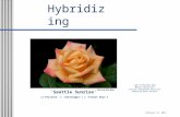 Hybridizing John & Mitchie Moe Master Rosarians Pacific Northwest District American Rose Society February 15, 2012 ‘Seattle Sunrise’ [(‘Pristine’ x ‘Selfridges’)
