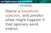 13.4 Food Chains And Food Webs SPONGE Name a keystone species, and predict what might happen if that species went extinct.