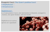 N Pyogenic Cocci: The Gram’s positive Cocci: 1-Staphylococci : 2-Streptococcus : Staphylococci : is a Gram positive Cocci, one micrometer in diameter,