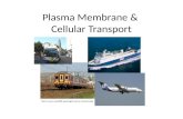 Plasma Membrane & Cellular Transport .