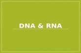 DNA & RNA. Objectives 3. Describe the structure of nucleic acids. 3.1 Describe the similarities and differences in the structure of DNA and RNA. 3.2 Describe.