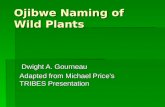 Ojibwe Naming of Wild Plants Dwight A. Gourneau Dwight A. Gourneau Adapted from Michael Price’s TRIBES Presentation.