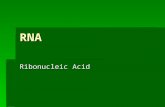 RNA Ribonucleic Acid. Ribonucleic Acid (RNA)  RNA is much more abundant than DNA  There are several important differences between RNA and DNA: - the.