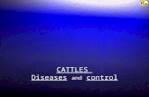 CATTLES Diseases and control. Common Diseases and control Cattle are subjected to a large number of diseases. Cattle in normal health appear bright, alert.