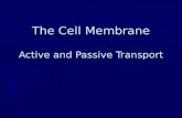 The Cell Membrane Active and Passive Transport. Cell Membrane ► ► Phospholipid bilayer: hydrophilic heads and hydrophobic tails ► ► Semi-permeability.