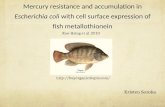 Mercury resistance and accumulation in Escherichia coli with cell surface expression of fish metallothionein Kristen Soroka