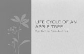 By: Indira San Andres LIFE CYCLE OF AN APPLE TREE.