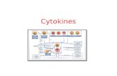 CYTOKINES  Definition: Cytokines are a diverse group of non-antibody proteins that act as mediators between cells. ( they are chemical molecules). They.