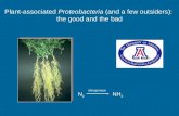 Plant-associated Proteobacteria (and a few outsiders): the good and the bad N2N2 NH 3 nitrogenase.