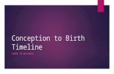 Conception to Birth Timeline INTRO TO WELLNESS. Production of Sex Cells  Male Sex Cell (gamete)– Sperm  Produced in the testicles, 1000 a second  Released.