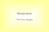 Respiration The Four Stages. Respiration: The 4 Parts Respiration consists of 4 parts: Glycolysis Link Reaction Krebs Cycle Oxidative Phosphorylation.