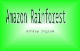 Ashley Ingram. We are losing Earth's greatest biological treasures just as we are beginning to appreciate their true value. Rainforests once covered.