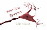 Nervous System Health Science I. The Nervous System Divisions Central nervous system (CNS) Communication and coordination system of the body intellect.