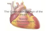 The Conduction System of the Heart Anatomy The Circulatory System.