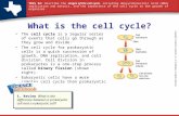 TEKS 5A: Describe the stages of the cell cycle, including deoxyribonucleic acid (DNA) replication and mitosis, and the importance of the cell cycle to.
