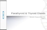 Parathyroid & Thyroid Glands Hannah Chung & Alina Kim HAP 5.