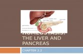 HOMEOSTASIS: THE LIVER AND PANCREAS CHAPTER 2.2. Overview  Mammalian Liver  Anatomy  Functions Lipid Regulation Protein and Amino Acid Regulation Blood.