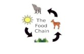 The Food Chain. What is a Food Chain? The food chain is the transfer of energy from one species to another. All living things need energy to grow.