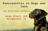Pancreatitis in Dogs and Cats Two Different Animals Wendy Blount, DVM Nacogdoches, TX.