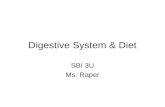 Digestive System & Diet SBI 3U Ms. Raper. All organisms need to obtain energy from essential nutrients. Heterotrophs get energy from other organisms.