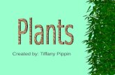 Created by: Tiffany Pippin Table of Contents  Living and Non-living  Seed Dispersion  Seed Growth –Seed –Seedling –Germination  Lifecycle  Plant.