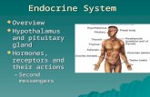 Endocrine System  Overview  Hypothalamus and pituitary gland  Hormones, receptors and their actions –Second messengers.