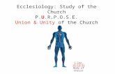 1 Cor. 12:12-31 Body of Christ Ecclesiology: Study of the Church P.U.R.P.O.S.E. Union & Unity of the Church.