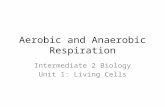 Aerobic and Anaerobic Respiration Intermediate 2 Biology Unit 1: Living Cells.