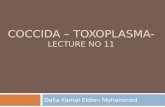 COCCIDA – TOXOPLASMA- LECTURE NO 11 Dalia Kamal Eldien Mohammed.