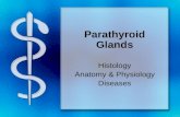 Parathyroid Glands Histology Anatomy & Physiology Diseases.
