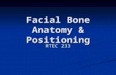 Facial Bone Anatomy & Positioning RTEC 233. Anterior Aspect of Facial Bones 2 Maxillae 2 Maxillae 2 Zygomatic bones 2 Zygomatic bones 2 Lacrimal bones.