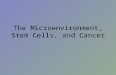 The Microenvironment, Stem Cells, and Cancer. Microenvironment Signaling molecules – G-CSF – Erythropoietin Cell-cell contact – Adherens junctions – Gap.