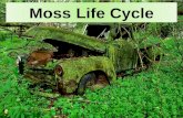 Moss Life Cycle Alternation of generations Defined: Plants alternate between a diploid organism and a haploid organism.