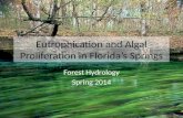 Eutrophication and Algal Proliferation in Florida’s Springs Forest Hydrology Spring 2014.