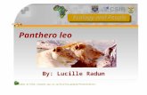 Available at http://planet.uwc.ac.za/nisl/Eco_people/Presentations/ Panthero leo By: Lucille Radun.