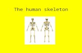 The human skeleton. Your skeleton’s 3 main jobs: 1. Your skeleton gives you your shape. If you didn’t have a skeleton, you would be a blob! 2. Your skeleton.