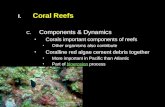 I. I.Coral Reefs C. C.Components & Dynamics Corals important components of reefs Other organisms also contribute Coralline red algae cement debris together.
