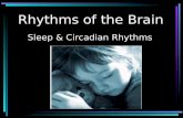 Rhythms of the Brain Sleep & Circadian Rhythms. Brain Rhythms Electrical rhythms –EEGs Behavioral Rhythms –Sleep-wake cycles –Circadian rhythms.