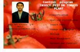 Koko Dwi Sutanto S.P Email: kokodwisutanto@yahoo.com Control program INSECT PEST ON TOMATO PLANT Classification Host and Distribution Insect Pest Damage.