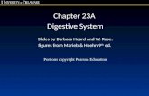 Chapter 23A Digestive System Slides by Barbara Heard and W. Rose. figures from Marieb & Hoehn 9 th ed. Portions copyright Pearson Education.