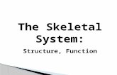 The Skeletal System: Structure, Function. The Skeletal System Copyright © 2003 Pearson Education, Inc. publishing as Benjamin Cummings  Parts of the.