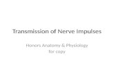 Transmission of Nerve Impulses Honors Anatomy & Physiology for copy.