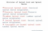 Division of Spinal Cord and Spinal Ner ve  Cervical Spinal cord: Cervical spinal nerve originates.  Thoracic Spinal Cord:Thoracic spinal nerve originates.
